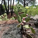 Etna Country Nocleg ze śniadaniem 4*